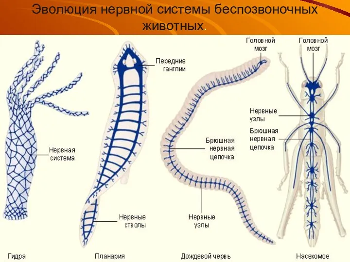 Эволюция нервной системы беспозвоночных животных.