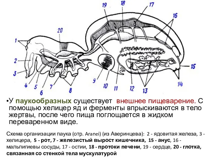 Схема организации паука (отр. Aranei) (из Аверинцева): 2 - ядовитая