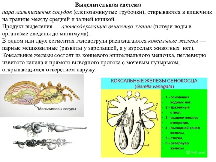 Выделительная система пара мальпигиевых сосудов (слепозамкнутые трубочки), открываются в кишечник