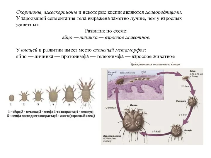 Скорпионы, лжескорпионы и некоторые клещи являются живородящими. У зародышей сегментация