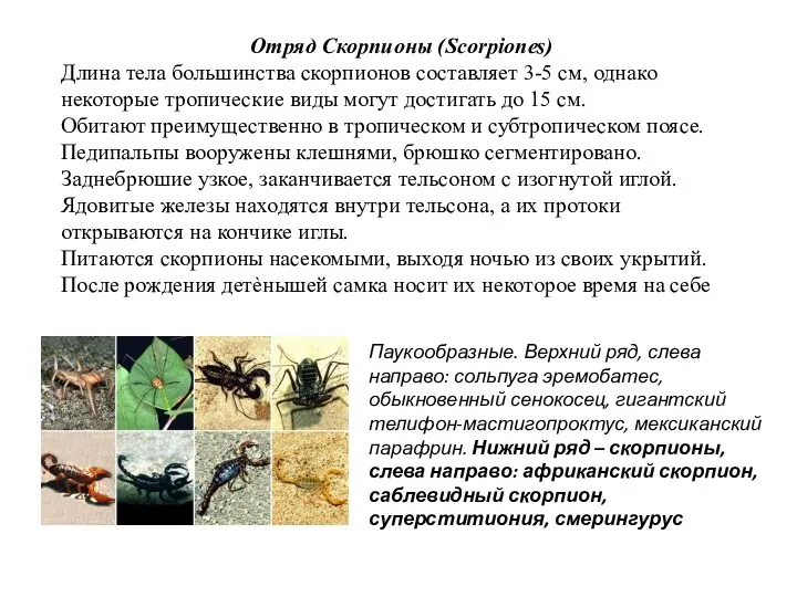Отряд Скорпионы (Scorpiones) Длина тела большинства скорпионов составляет 3-5 см,