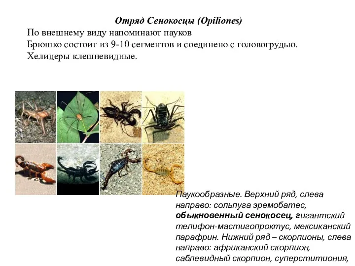 Отряд Сенокосцы (Opiliones) По внешнему виду напоминают пауков Брюшко состоит
