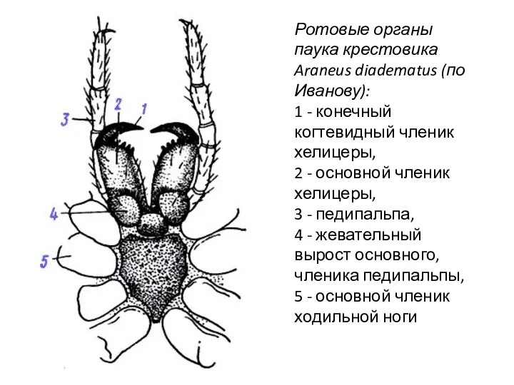 Ротовые органы паука крестовика Araneus diadematus (по Иванову): 1 -