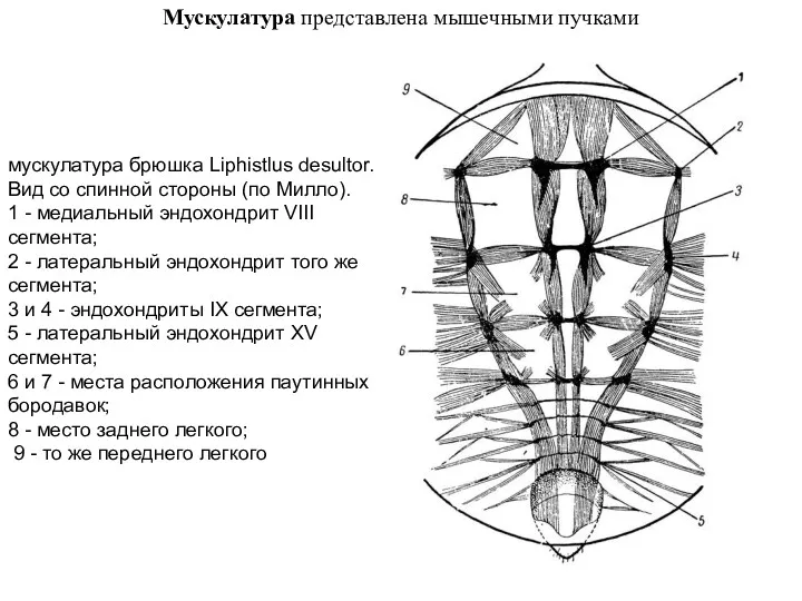 Мускулатура представлена мышечными пучками мускулатура брюшка Liphistlus desultor. Вид со
