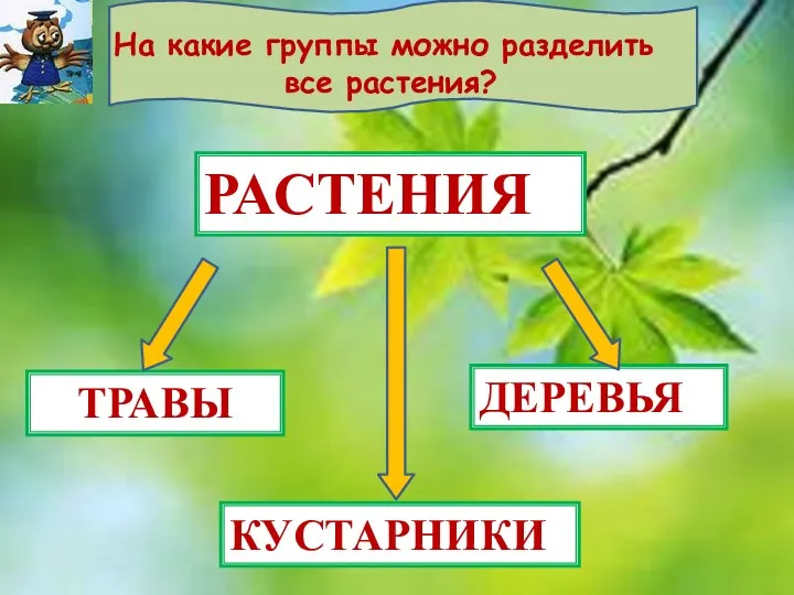 РАСТЕНИЯ ТРАВЫ ДЕРЕВЬЯ КУСТАРНИКИ На какие группы можно разделить все растения?