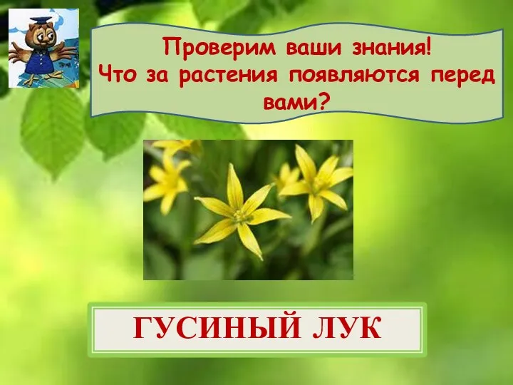 Проверим ваши знания! Что за растения появляются перед вами? ГУСИНЫЙ ЛУК