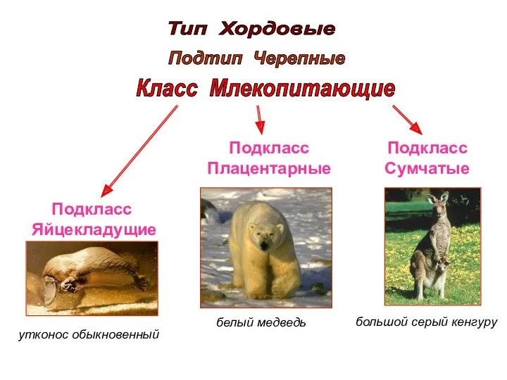 Тип Хордовые Подтип Черепные Класс Млекопитающие Подкласс Яйцекладущие Подкласс Плацентарные