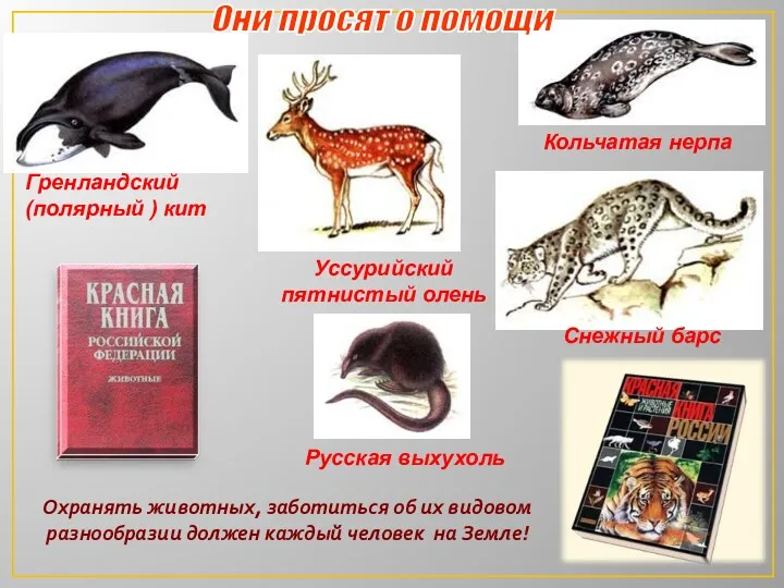 Снежный барс Уссурийский пятнистый олень Кольчатая нерпа Гренландский (полярный )