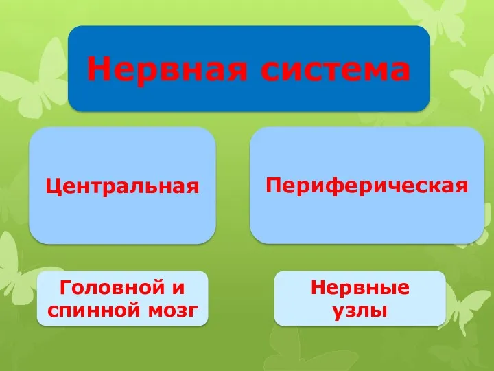 Нервная система Центральная Периферическая Головной и спинной мозг Нервные узлы