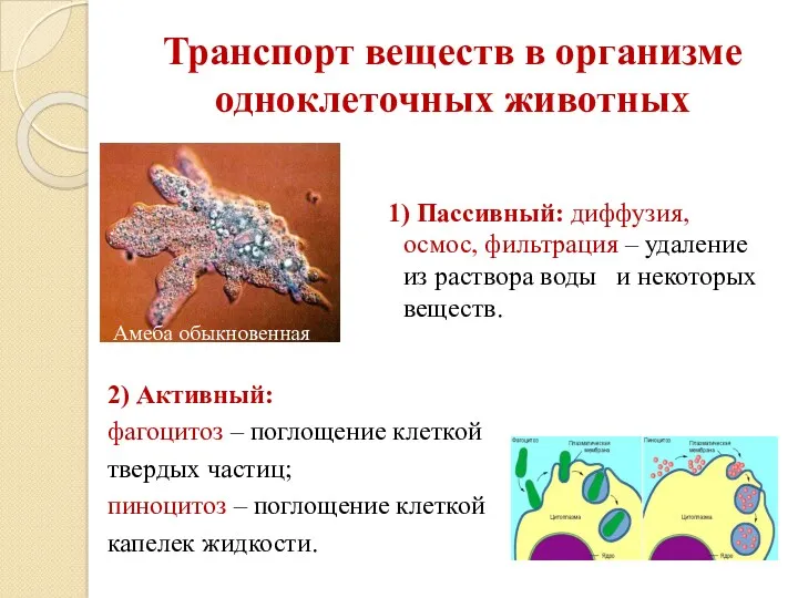 Транспорт веществ в организме одноклеточных животных 1) Пассивный: диффузия, осмос,