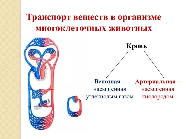 Кровь Венозная – насыщенная углекислым газом Артериальная – насыщенная кислородом Транспорт веществ в организме многоклеточных животных