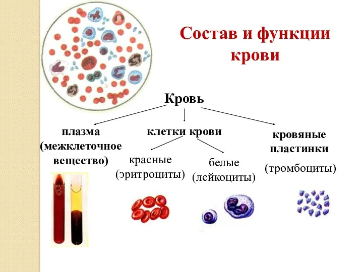 Состав и функции крови Кровь кровяные пластинки клетки крови плазма