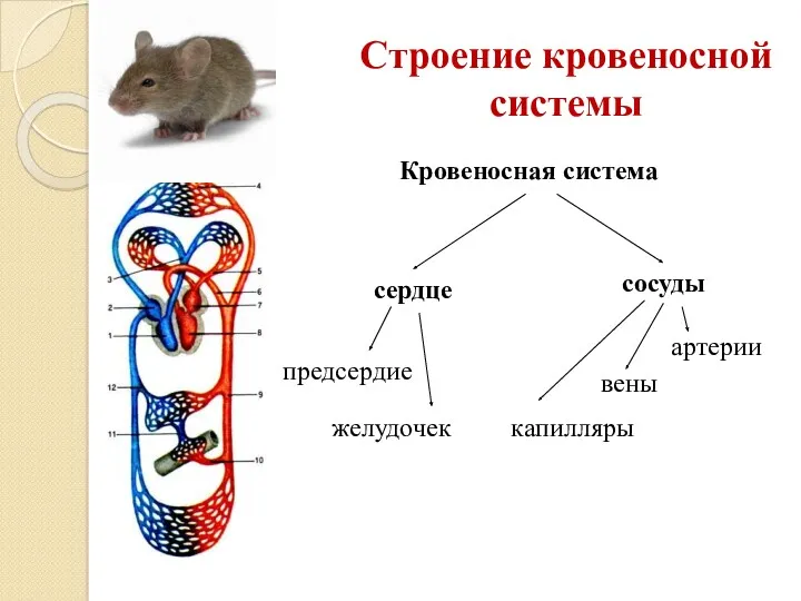 Строение кровеносной системы Кровеносная система сердце сосуды предсердие желудочек артерии вены капилляры