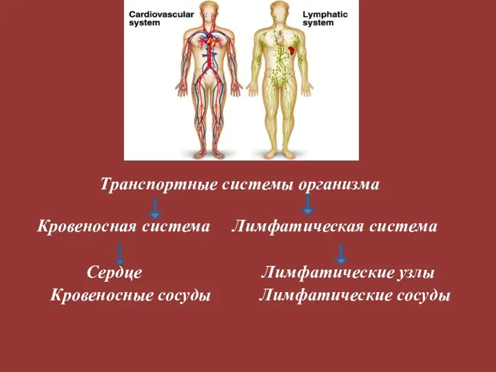 Транспортные системы организма Кровеносная система Лимфатическая система Сердце Лимфатические узлы Кровеносные сосуды Лимфатические сосуды