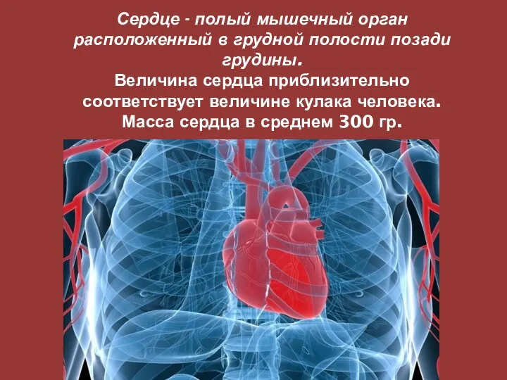 Сердце - полый мышечный орган расположенный в грудной полости позади грудины. Величина сердца