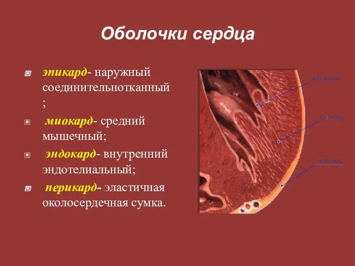 Оболочки сердца эпикард- наружный соединительнотканный; миокард- средний мышечный; эндокард- внутренний эндотелиальный; перикард- эластичная околосердечная сумка.