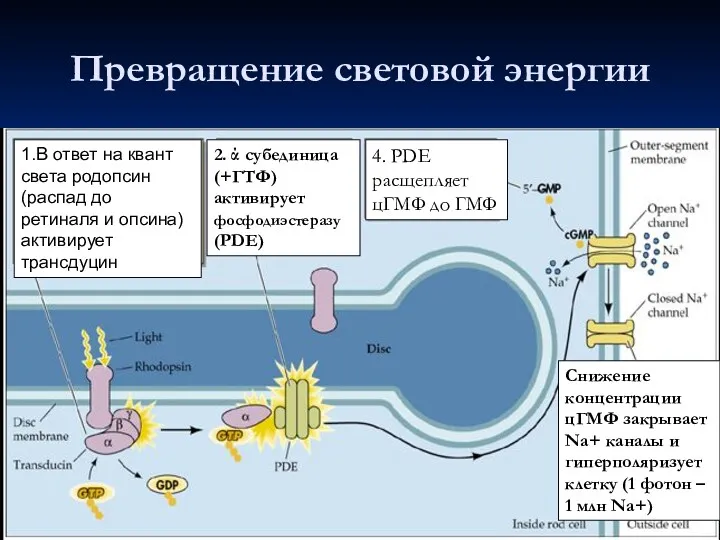 Превращение световой энергии 1.В ответ на квант света родопсин (распад