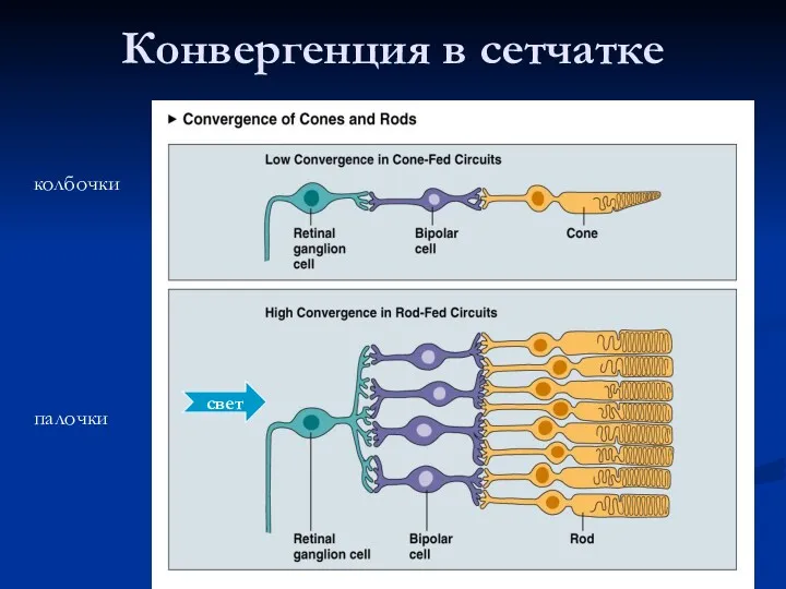 Конвергенция в сетчатке свет колбочки палочки