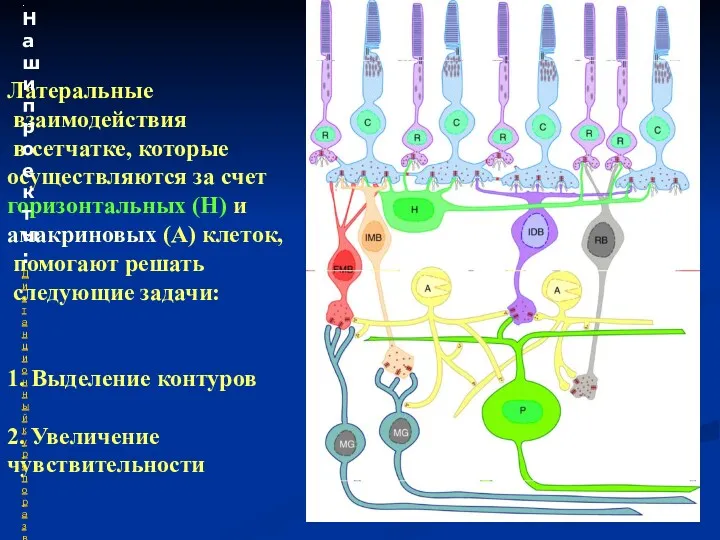 Латеральные взаимодействия в сетчатке, которые осуществляются за счет горизонтальных (Н)