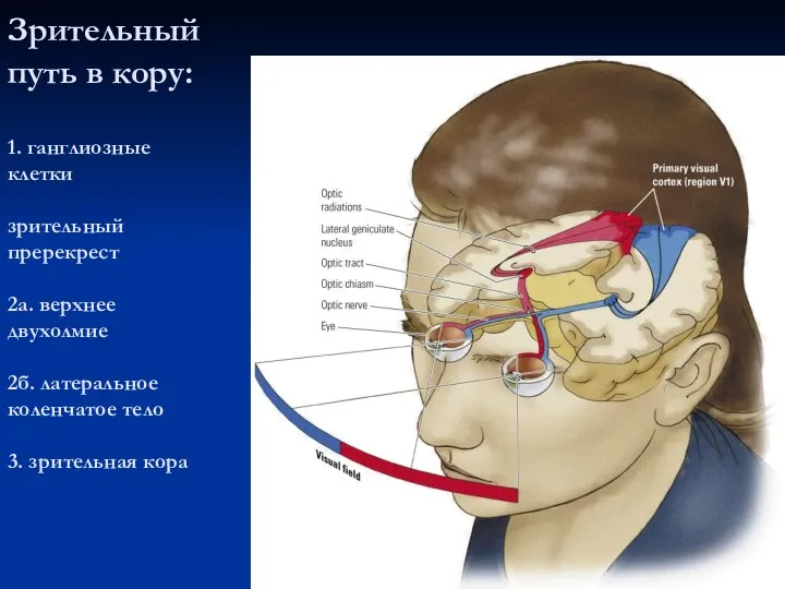 Зрительный путь в кору: 1. ганглиозные клетки зрительный пререкрест 2а.