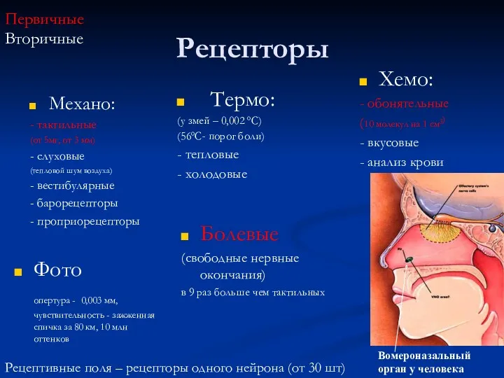 Рецепторы Механо: - тактильные (от 5мг, от 3 мм) -