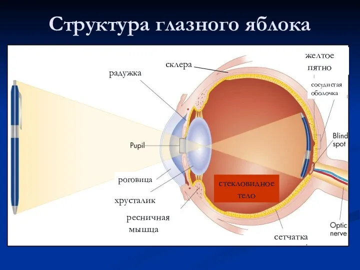 Структура глазного яблока