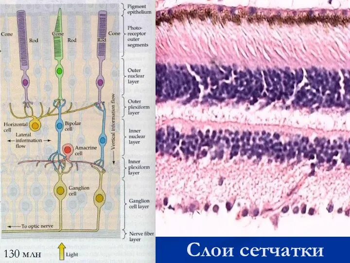Слои сетчатки 130 млн
