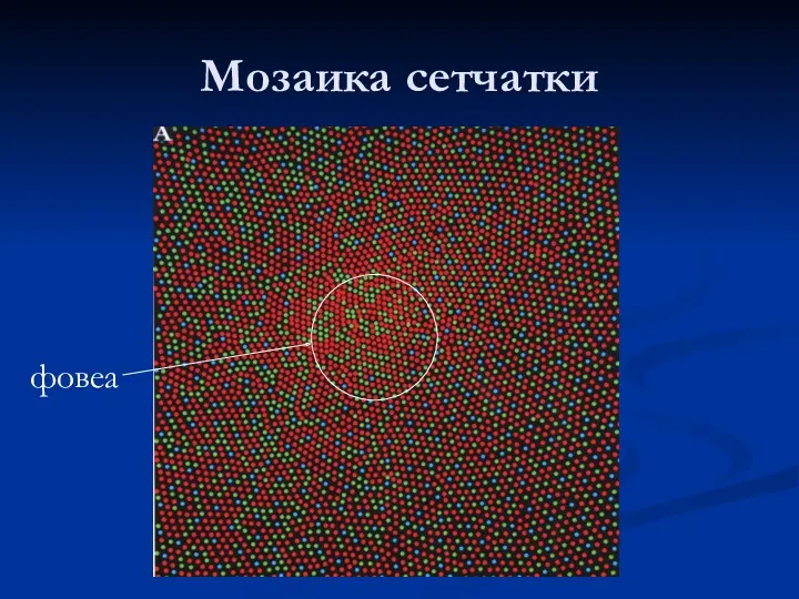 Мозаика сетчатки фовеа