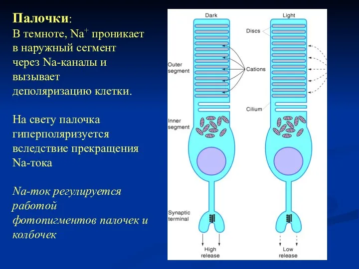 Палочки: В темноте, Na+ проникает в наружный сегмент через Na-каналы