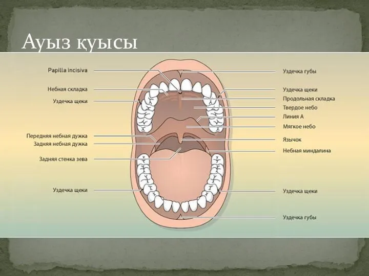 Ауыз қуысы