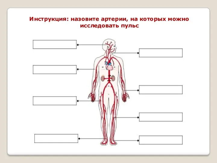 Инструкция: назовите артерии, на которых можно исследовать пульс