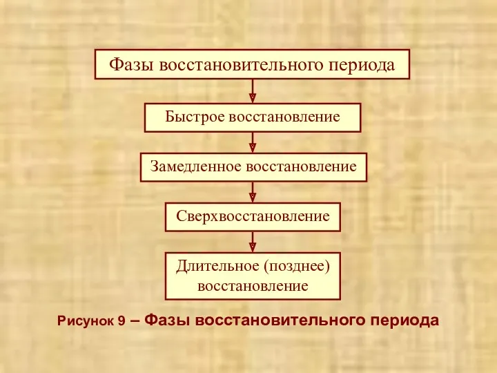 Рисунок 9 – Фазы восстановительного периода