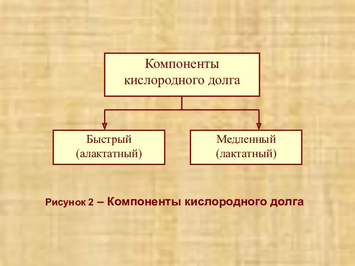 Рисунок 2 – Компоненты кислородного долга