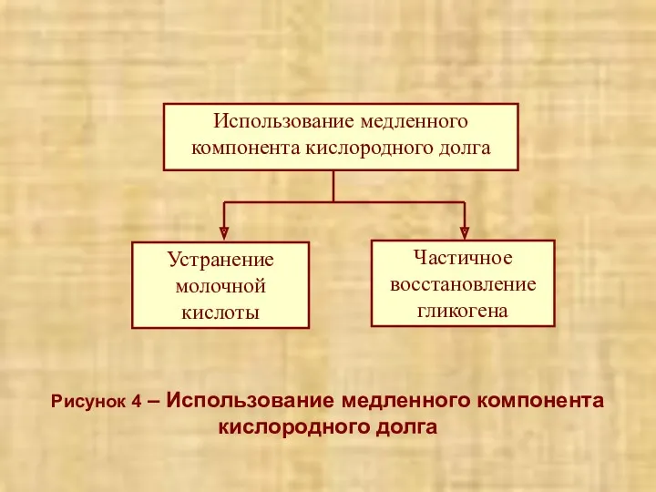 Рисунок 4 – Использование медленного компонента кислородного долга