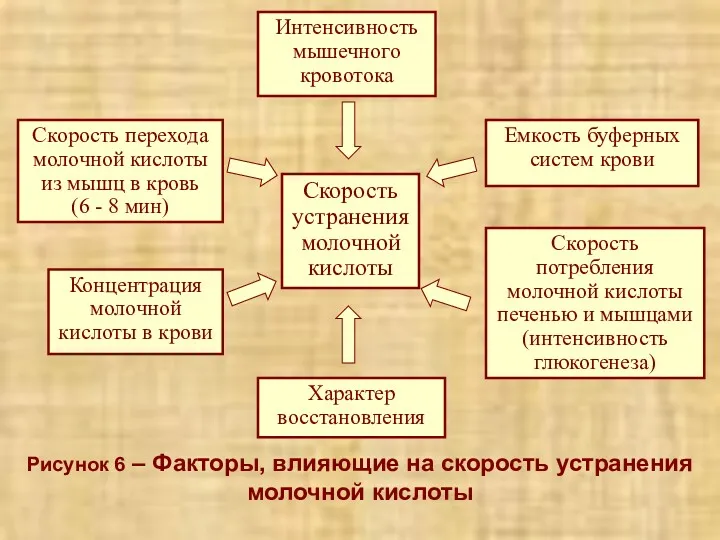 Рисунок 6 – Факторы, влияющие на скорость устранения молочной кислоты