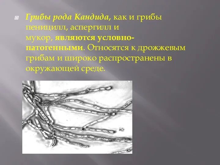 Грибы рода Кандида, как и грибы пеницилл, аспергилл и мукор,