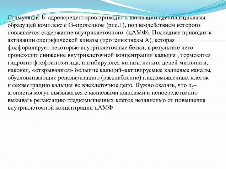 Стимуляция b–адренорецепторов приводит к активации аденилатциклазы, образущей комплекс с G–протеином