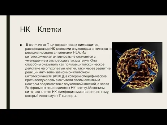 НК – Клетки В отличие от Т-цитотоксических лимфоцитов, распознавание НК-клетками