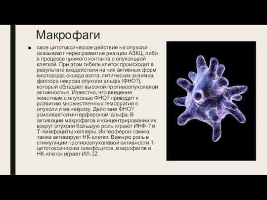 Макрофаги свое цитотоксическое действие на опухоли оказывают через развитие реакции АЗКЦ, либо в