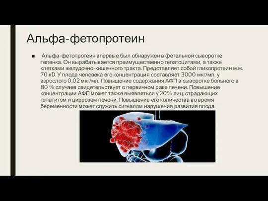 Альфа-фетопротеин Альфа-фетопротеин впервые был обнаружен в фетальной сыворотке теленка. Он вырабатывается преимущественно гепатоцитами,