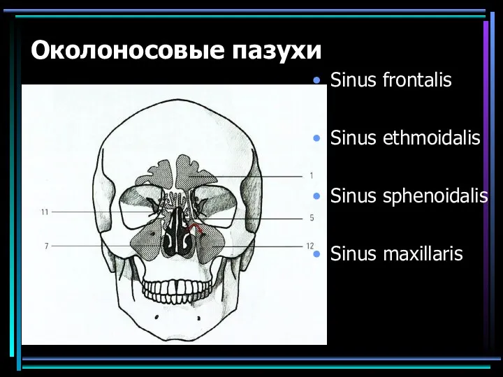 Околоносовые пазухи Sinus frontalis Sinus ethmoidalis Sinus sphenoidalis Sinus maxillaris