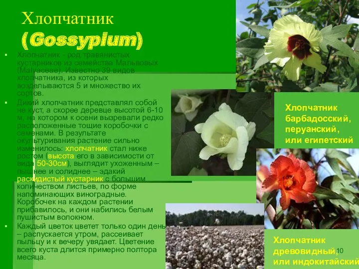 Хлопчатник (Gossypium) Хлопчатник - род травянистых кустарников из семейства Мальвовых