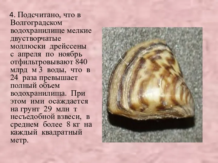 4. Подсчитано, что в Волгоградском водохранилище мелкие двустворчатые моллюски дрейссены