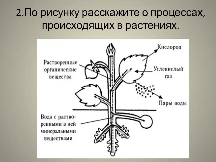 2.По рисунку расскажите о процессах, происходящих в растениях.