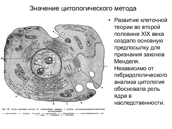 Значение цитологического метода Развитие клеточной теории во второй половине XIX