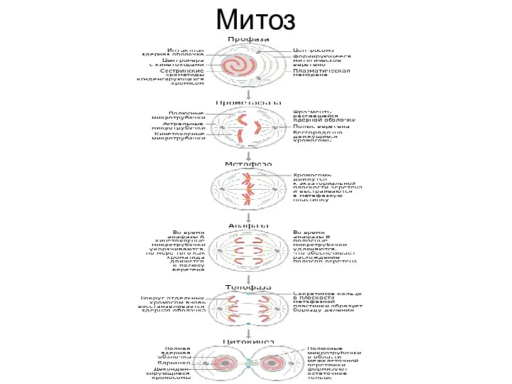 Митоз