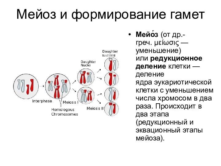 Мейоз и формирование гамет Мейо́з (от др.-греч. μείωσις — уменьшение)