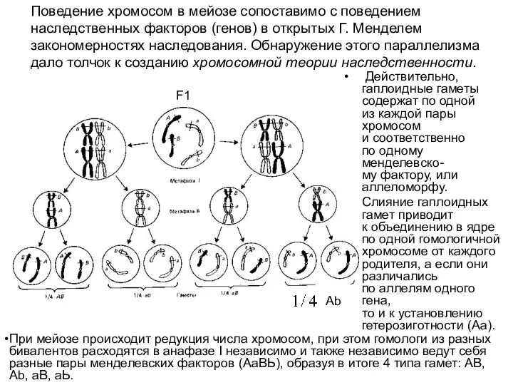 Поведение хромосом в мейозе сопоставимо с поведением наследственных факторов (генов)