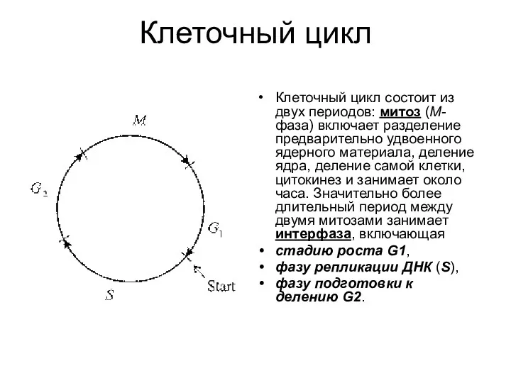 Клеточный цикл Клеточный цикл состоит из двух периодов: митоз (М-фаза)