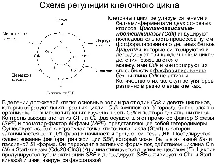 Схема регуляции клеточного цикла Клеточный цикл регулируется генами и белками-ферментами